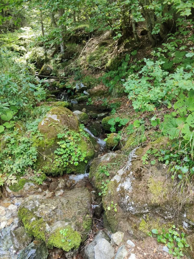 Rigagnolo d'acqua tra rocce coperte di muschio nel bosco lungo l'anello di ritorno per Malga Luna