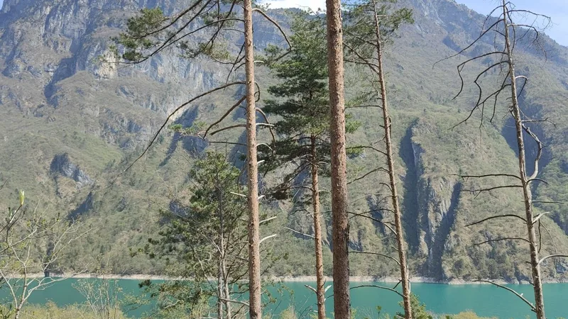 Il Lago del Mis visto dal sentiero della Val Falcina attraverso i pini