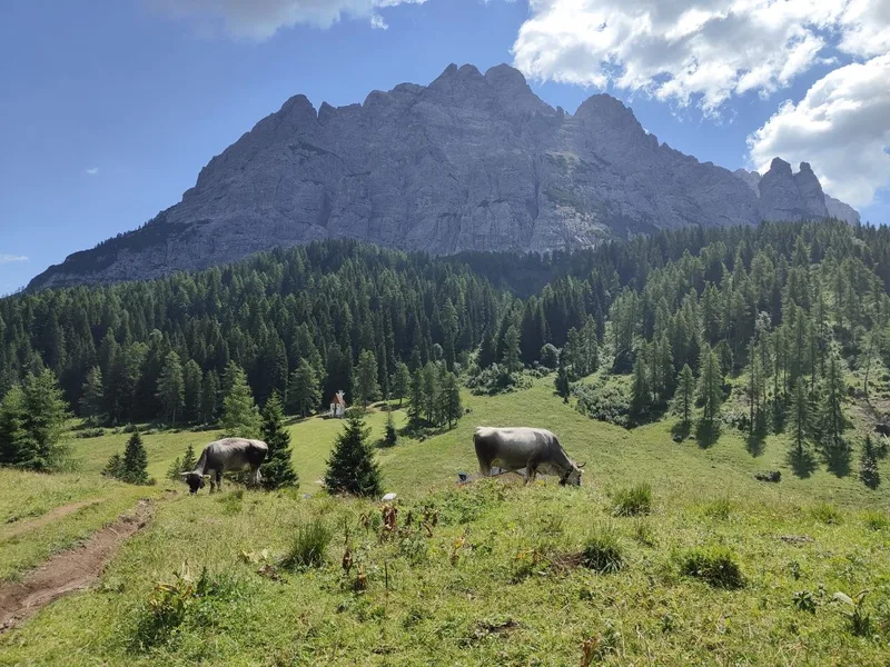 Mucche al pascolo nell'alpeggio vicino al Passo Duran, con le pareti rocciose delle Dolomiti sullo sfondo