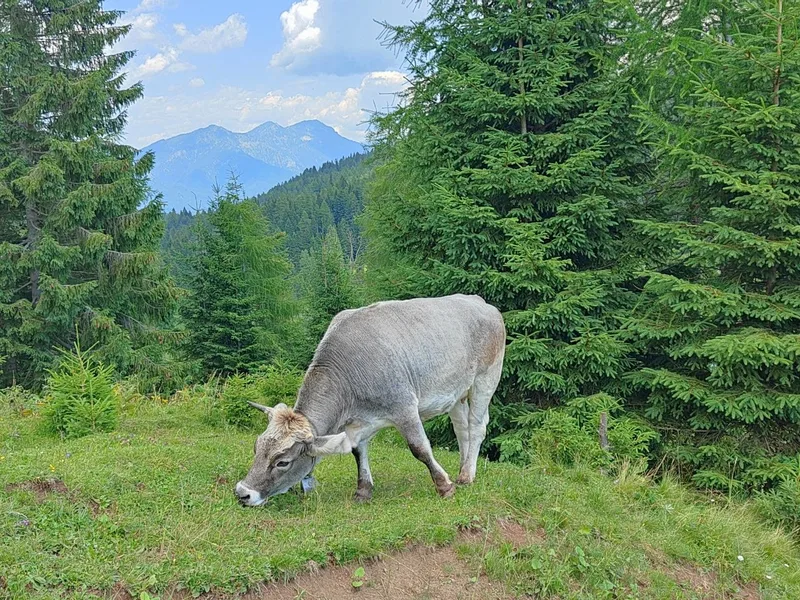 Mucca al pascolo tra i boschetti sul sentiero verso il Rifugio Carestiato, con le montagne sullo sfondo